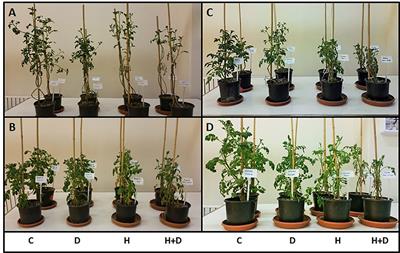 Physiological, Biochemical, and Transcriptional Responses to Single and Combined Abiotic Stress in Stress-Tolerant and Stress-Sensitive Potato Genotypes